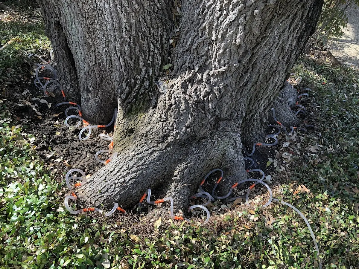 Detailed Tree Cabling and Bracing job site in Norridgewock