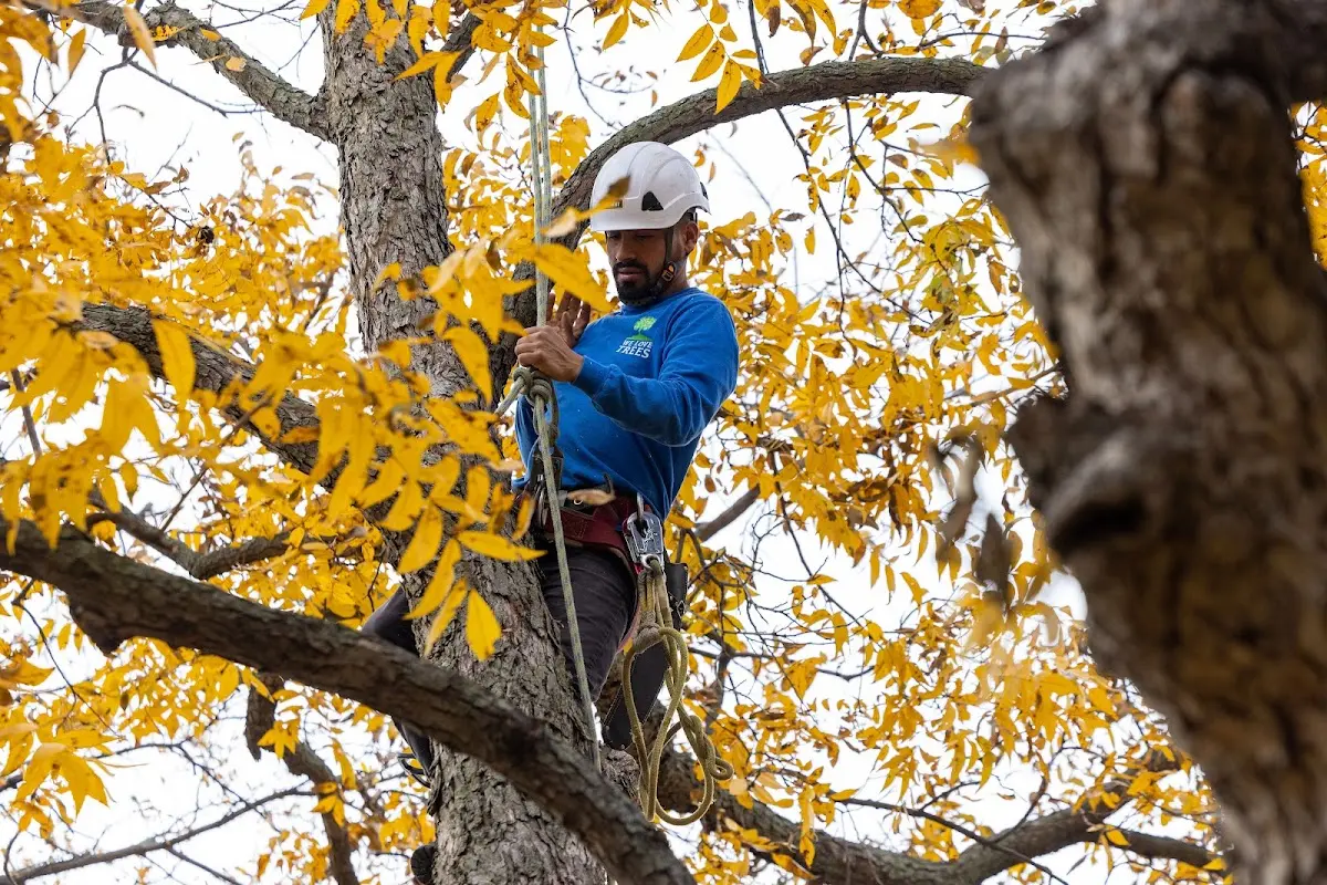 Skilled Tree Pruning crew working in Norridgewock
