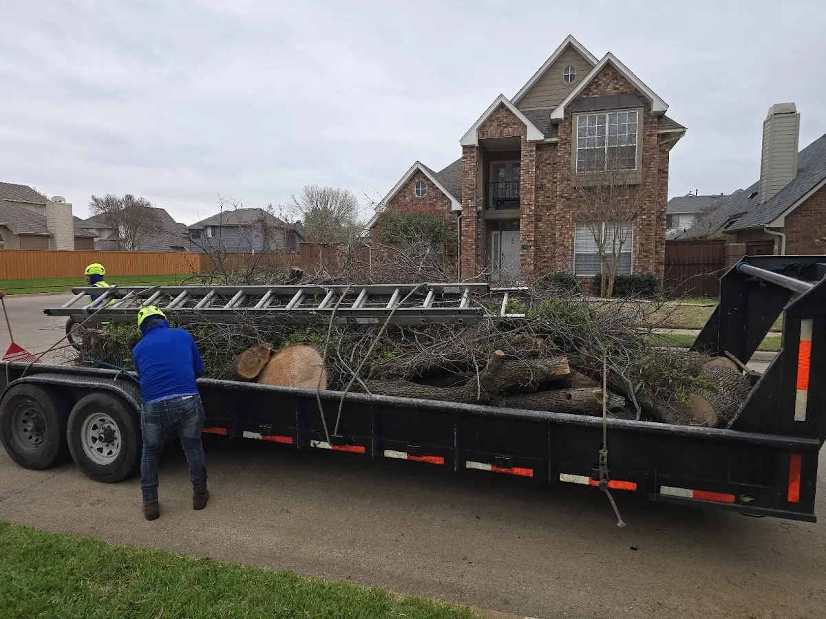 Expert Tree Removal with proper safety equipment in Norridgewock